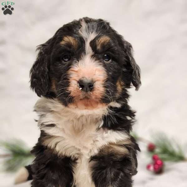 River, Bernedoodle Puppy